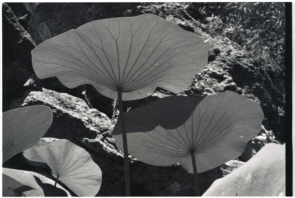 Giardini la Mortella –&nbsp;Analog