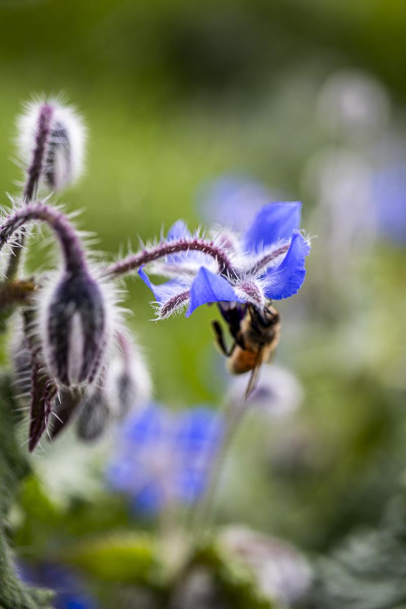 Borago Officinalis